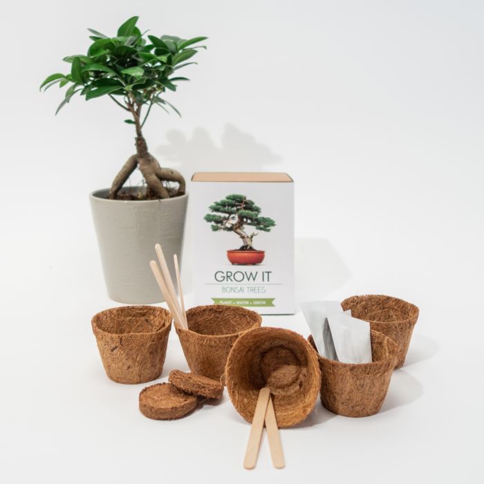 Grow It Bonsai boom